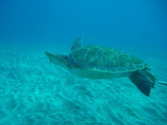  sea turtle 